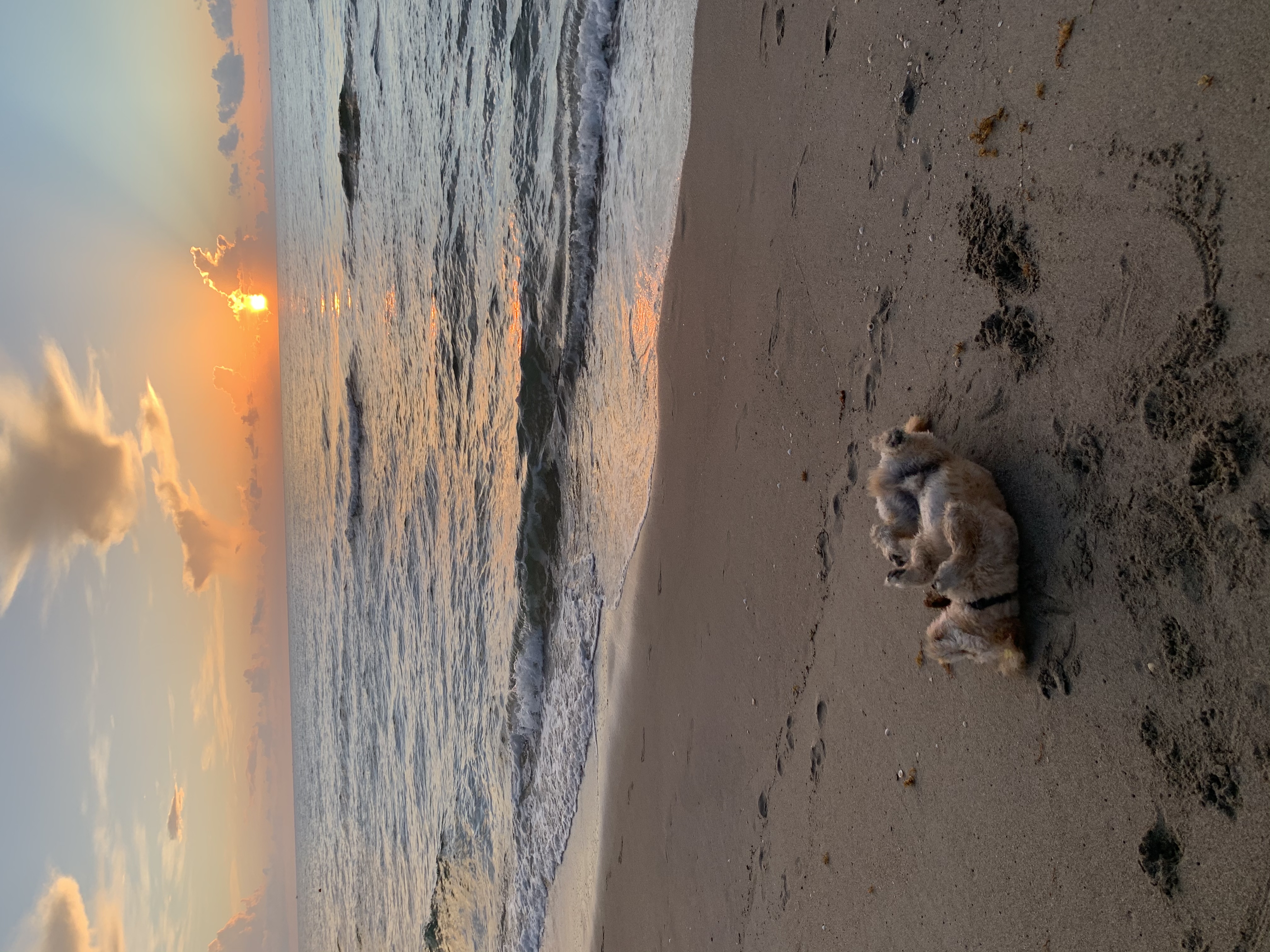 Silhouettes on beach at sunset